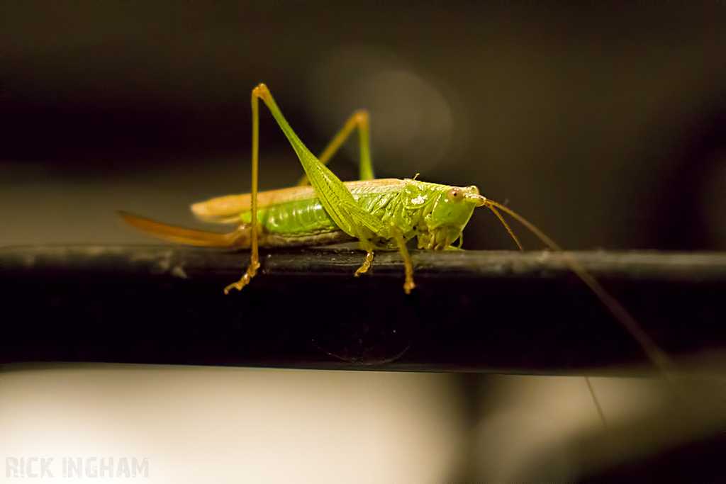 Long-horned Grasshopper
