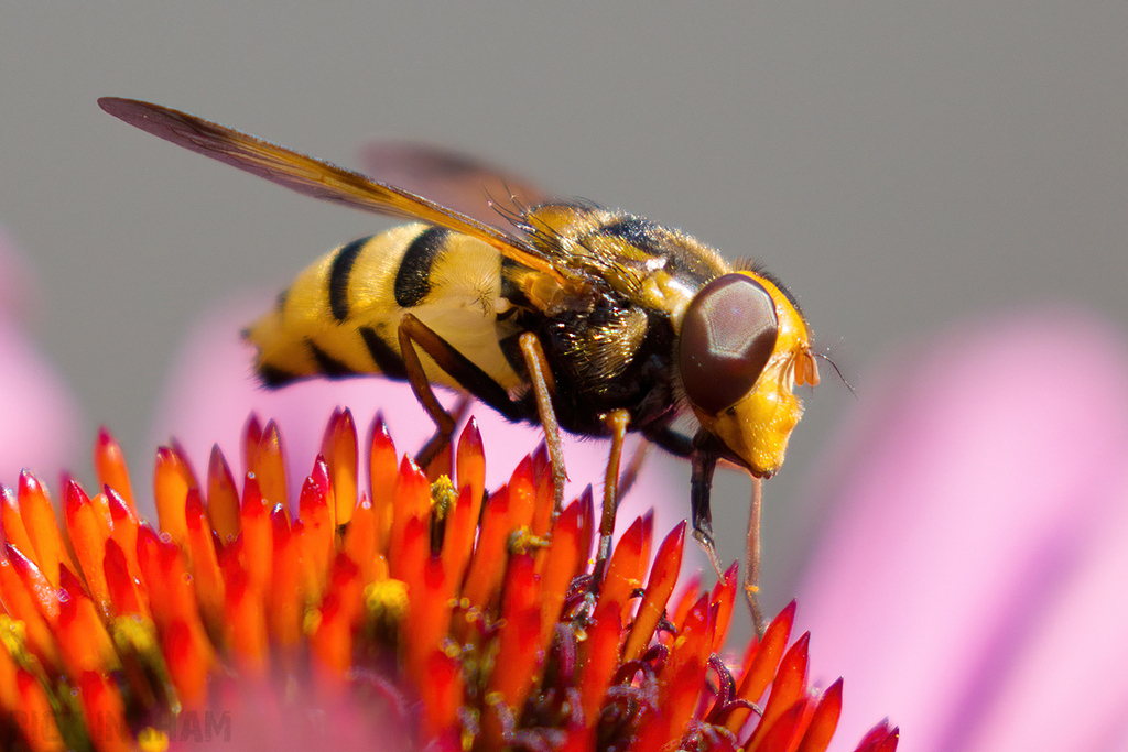 Hornet Mimic Hoverfly