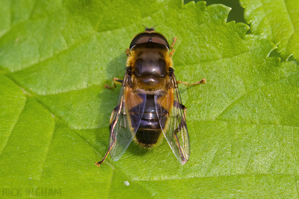 Tapered Drone Fly