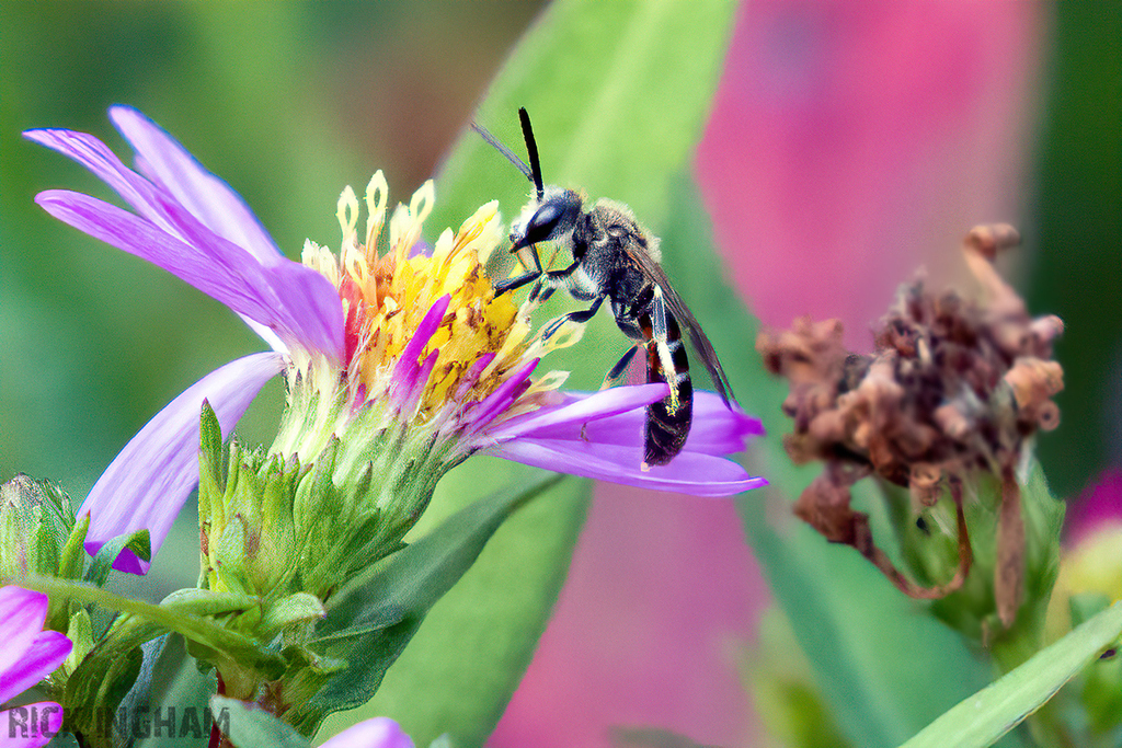 Small Scissor Bee
