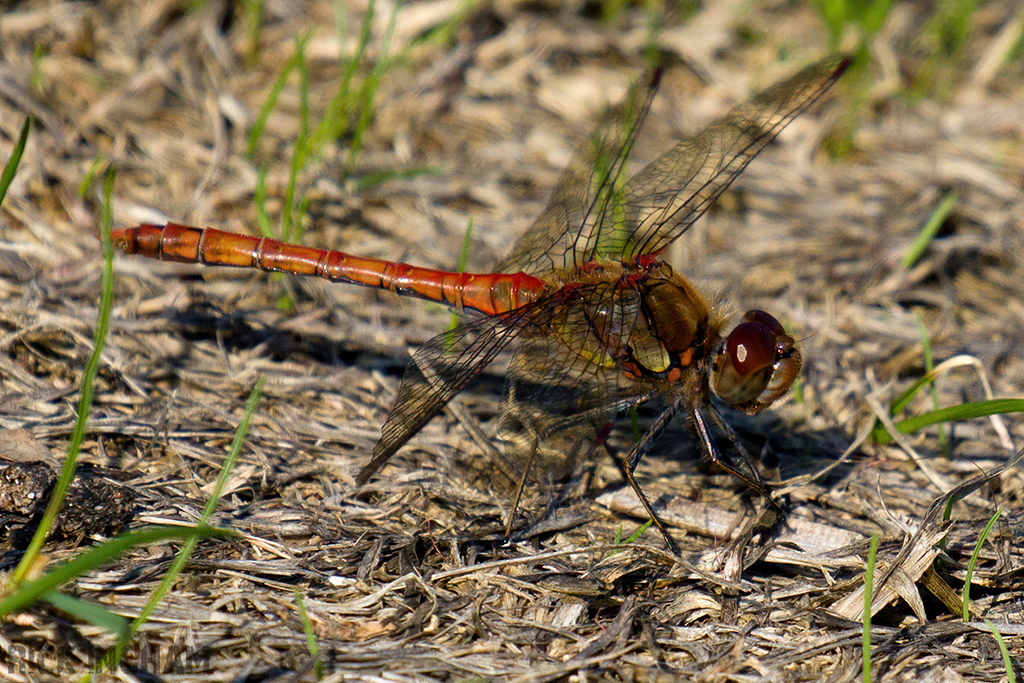 Yellow-winged Darter