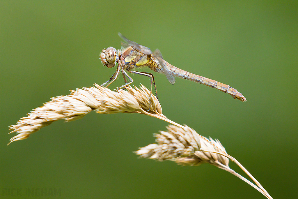 Common Hawker