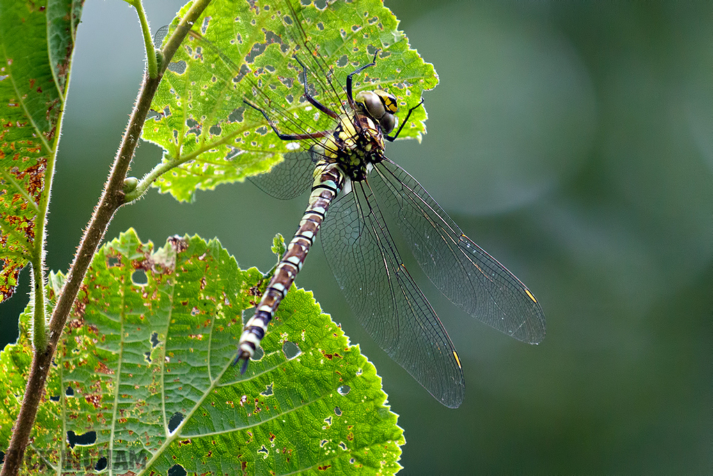 Common Hawker