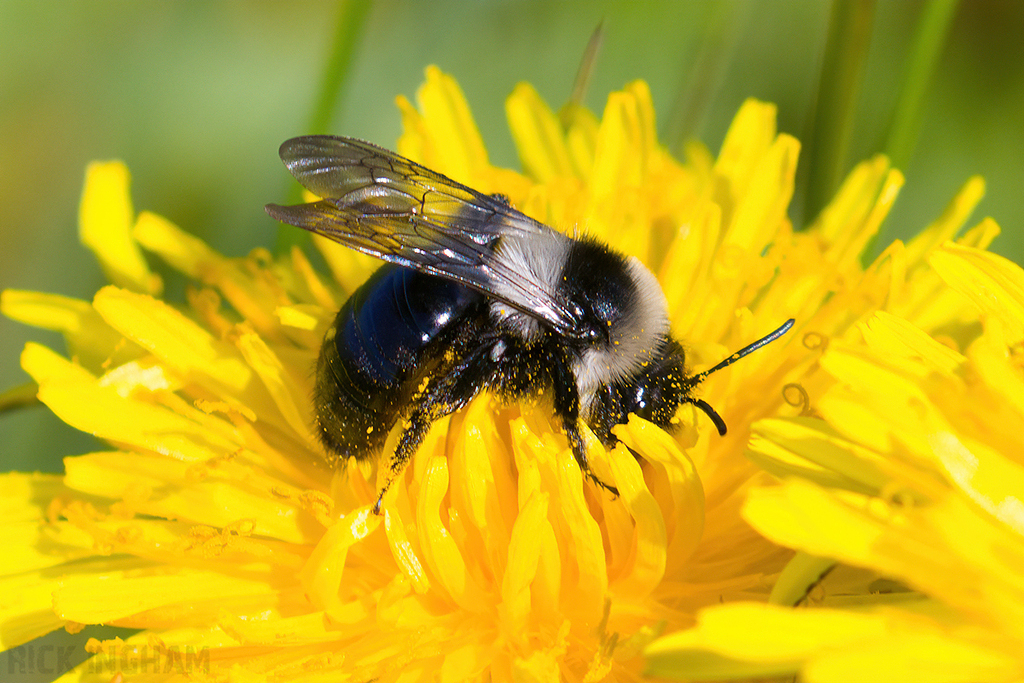 Ashy Mining Bee