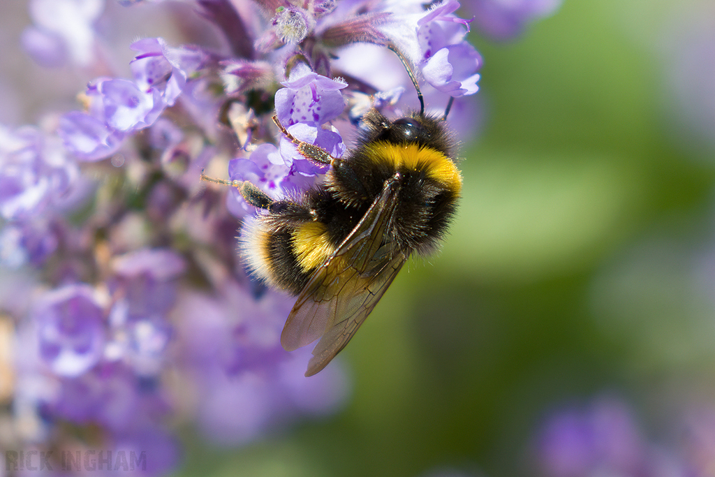 White Tailed Bumblebee