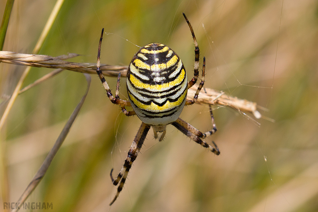 Wasp Spider