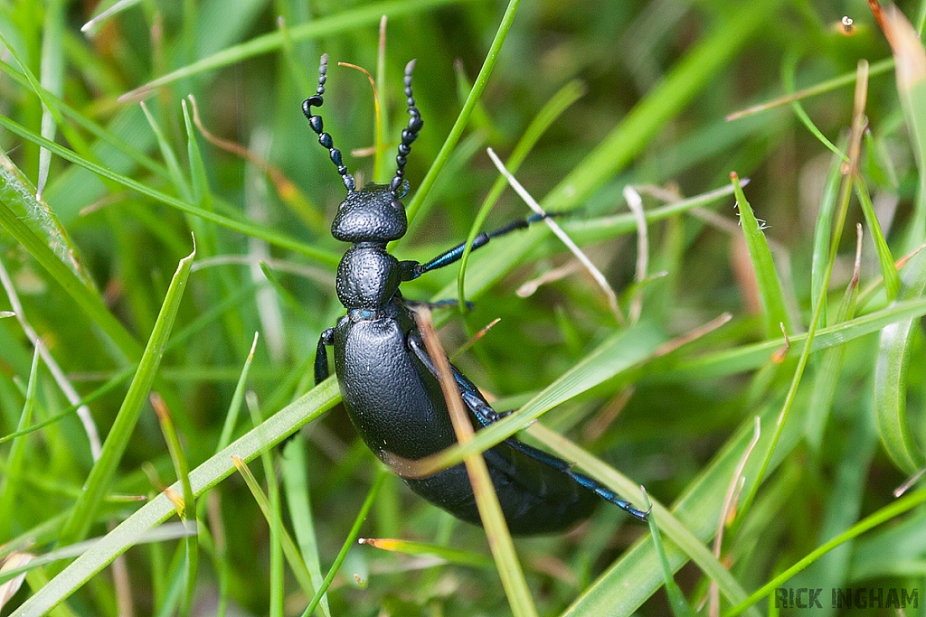 Beetle