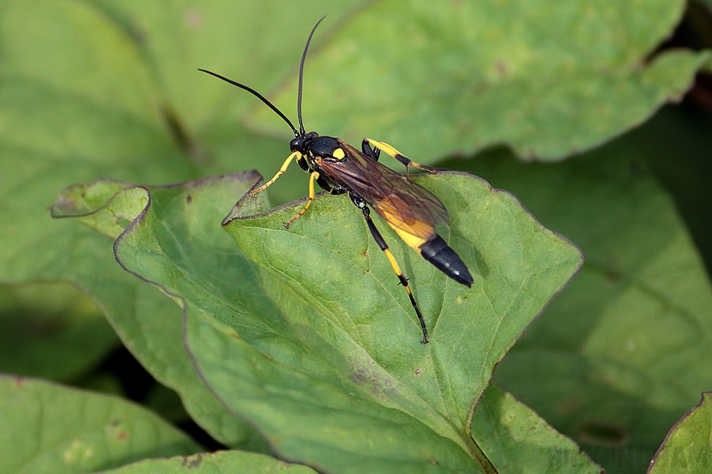 Ichneumon suspiciosus