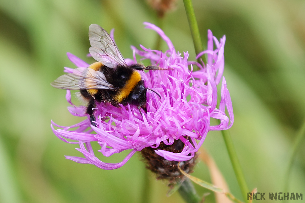 White-tailed Bumblebee