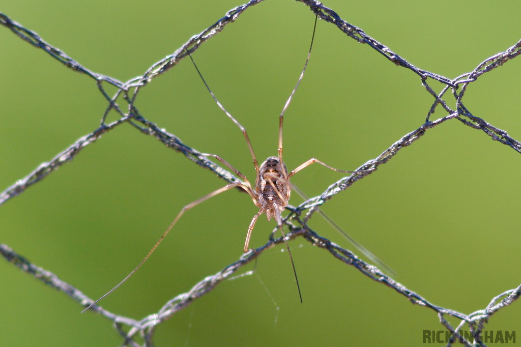 Harvestman Spider