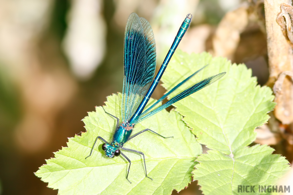 Blue Damselfly