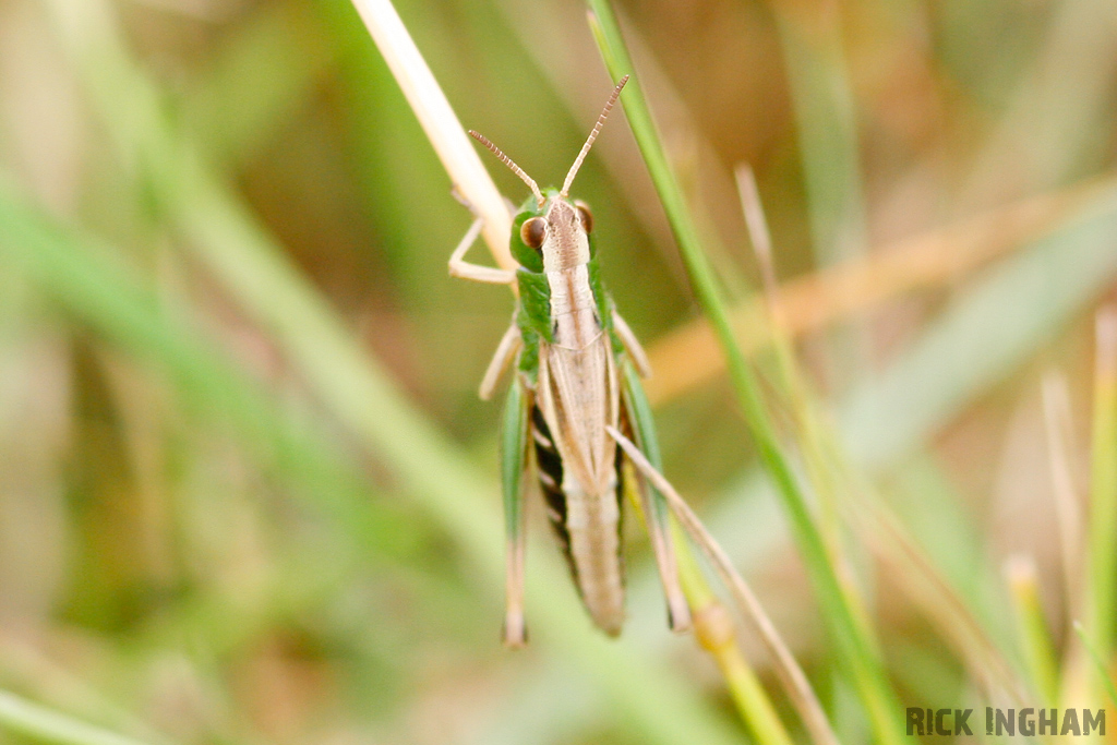 Common Green Grasshopper