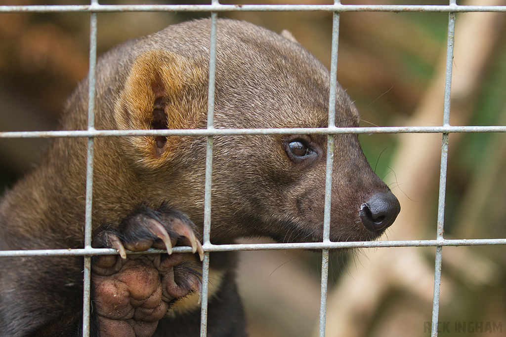 Tayra