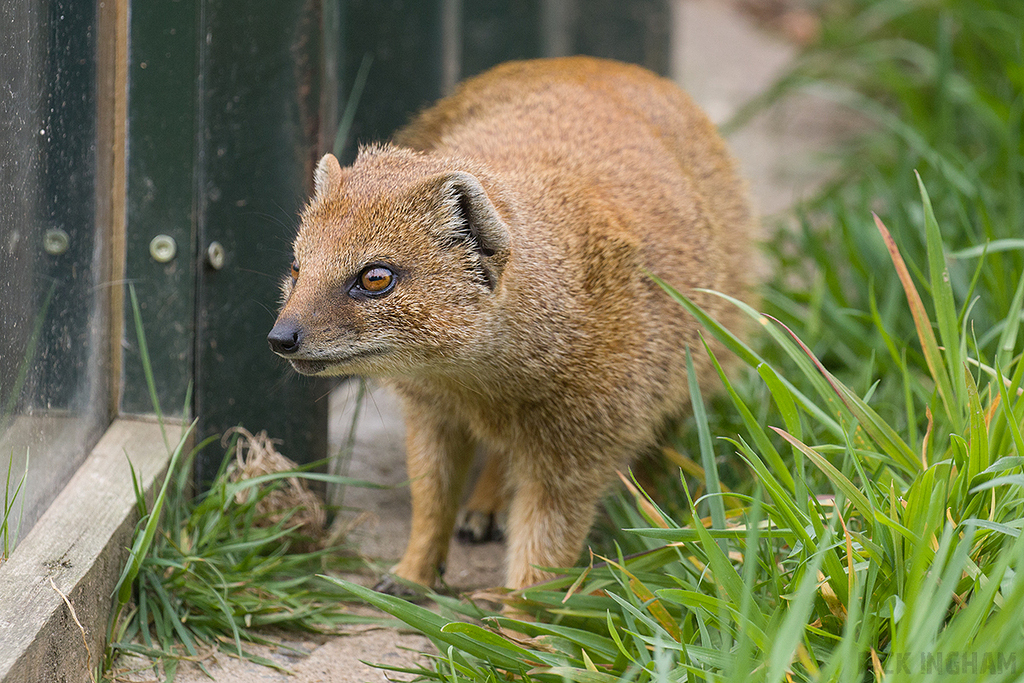 Yellow Mongoose