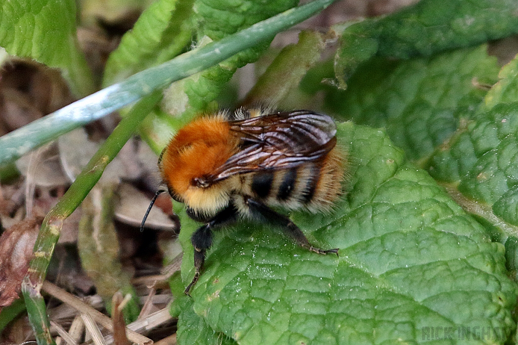 Brown Banded Carder Bee