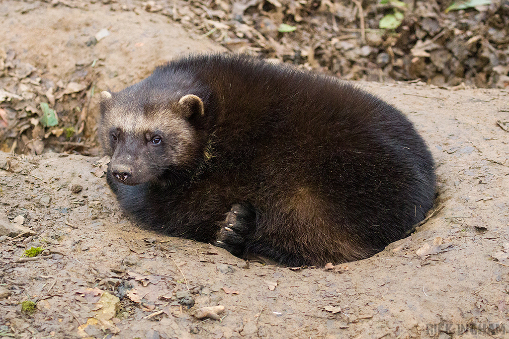 Wolverine