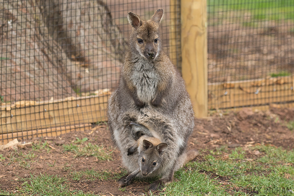 Wallaby