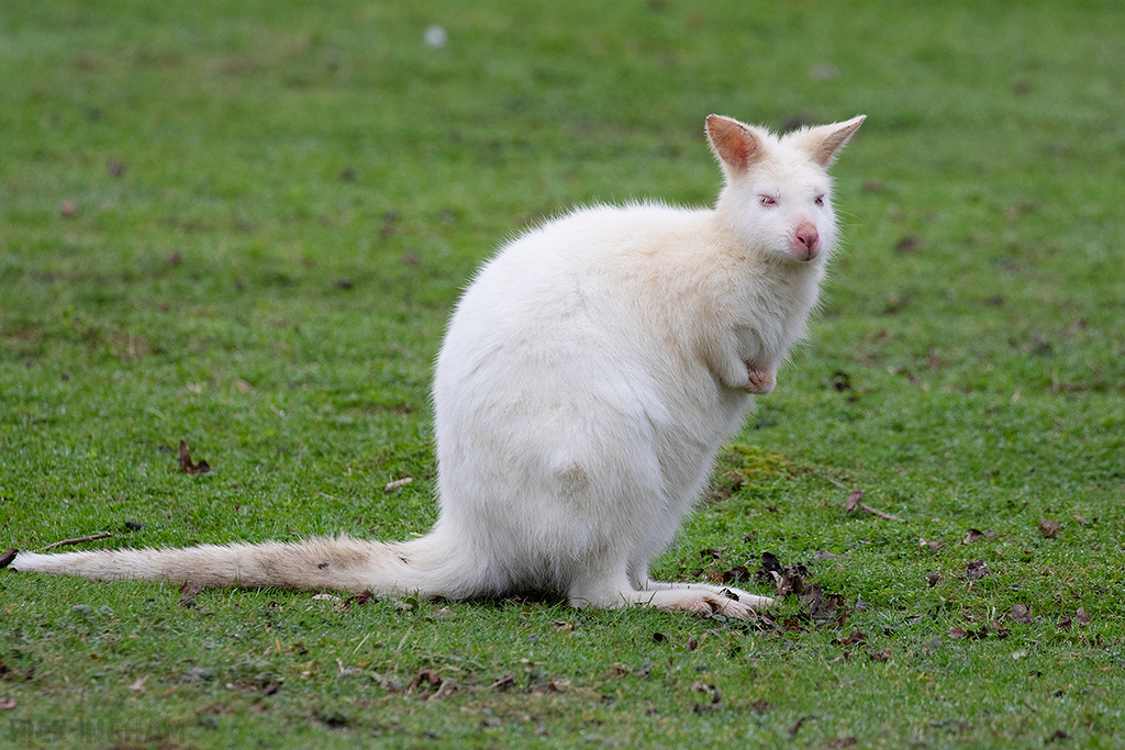 Albino Wallaby
