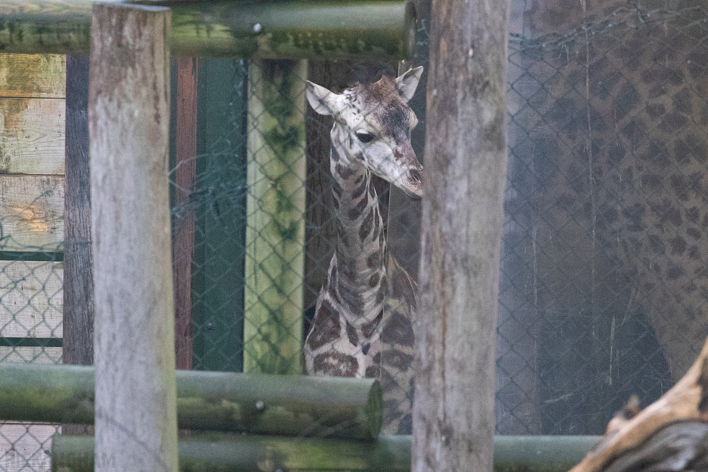 Juvenile Rothschild's Giraffe
