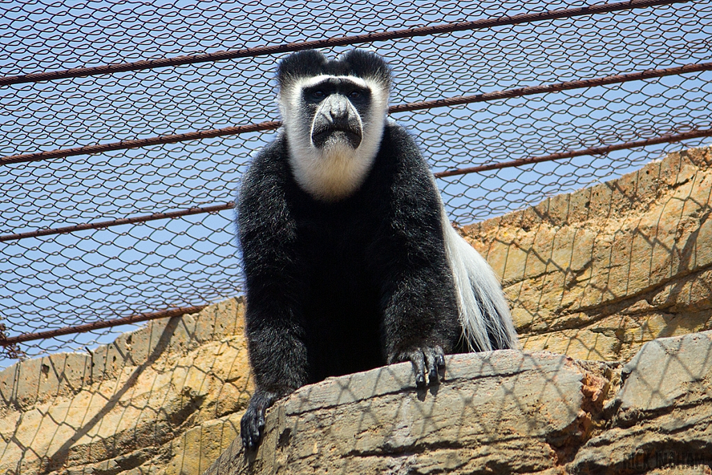 Eastern black-and-white Colobus