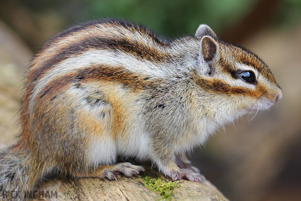 Siberian Chipmunk