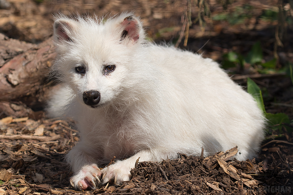 Leucistic Raccoon Dog