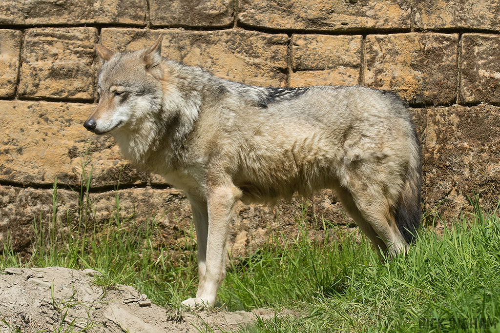 Grey Wolf