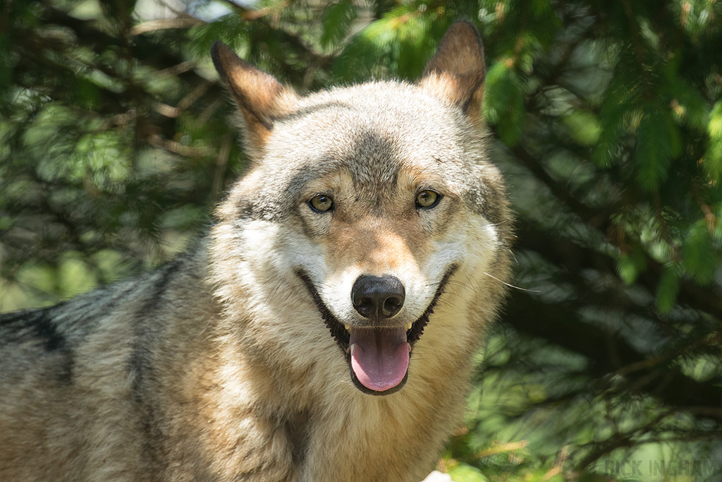 Grey Wolf