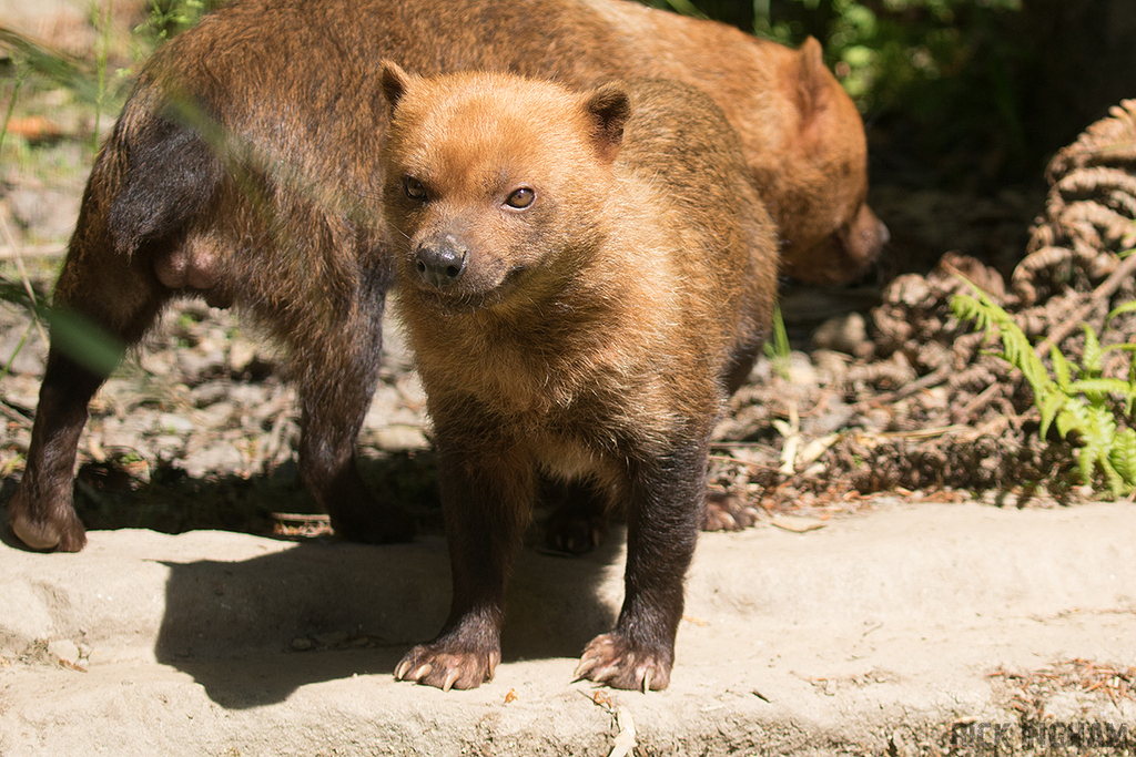 Bush Dog