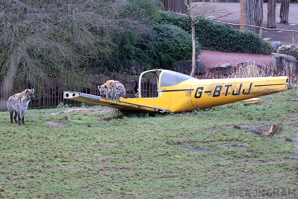 Spotted Hyena + Piper PA-38-112 Tomahawk - G-BTJJ
