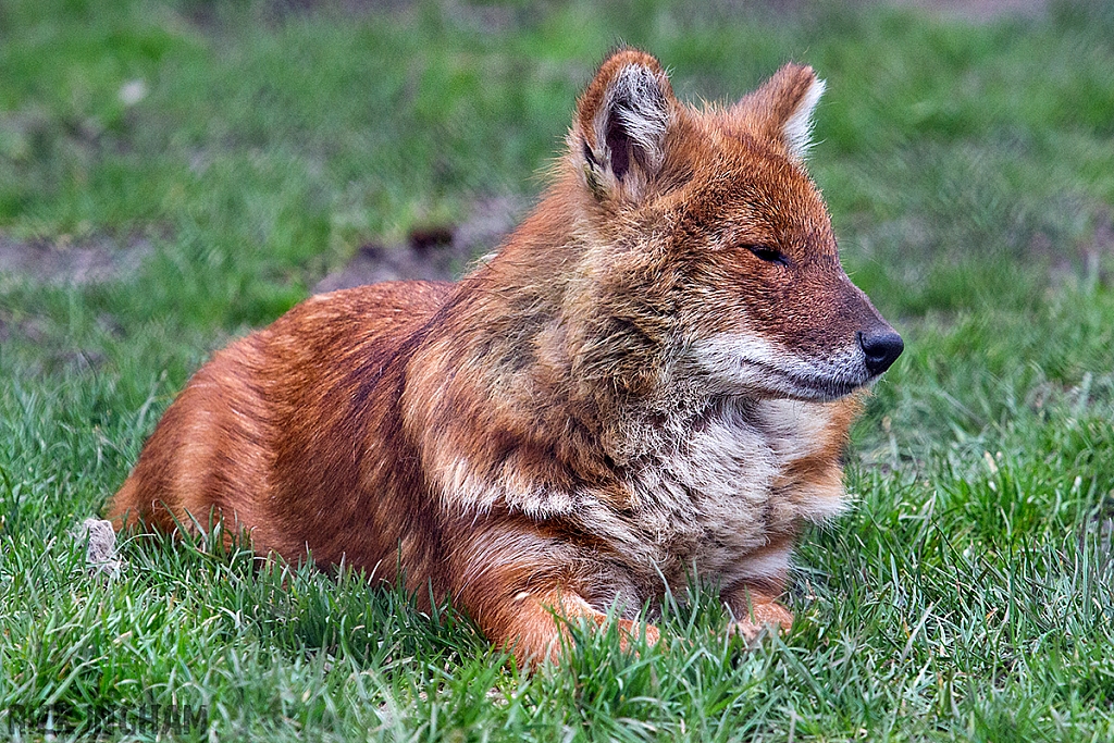Asiatic wild dogs / Dhole