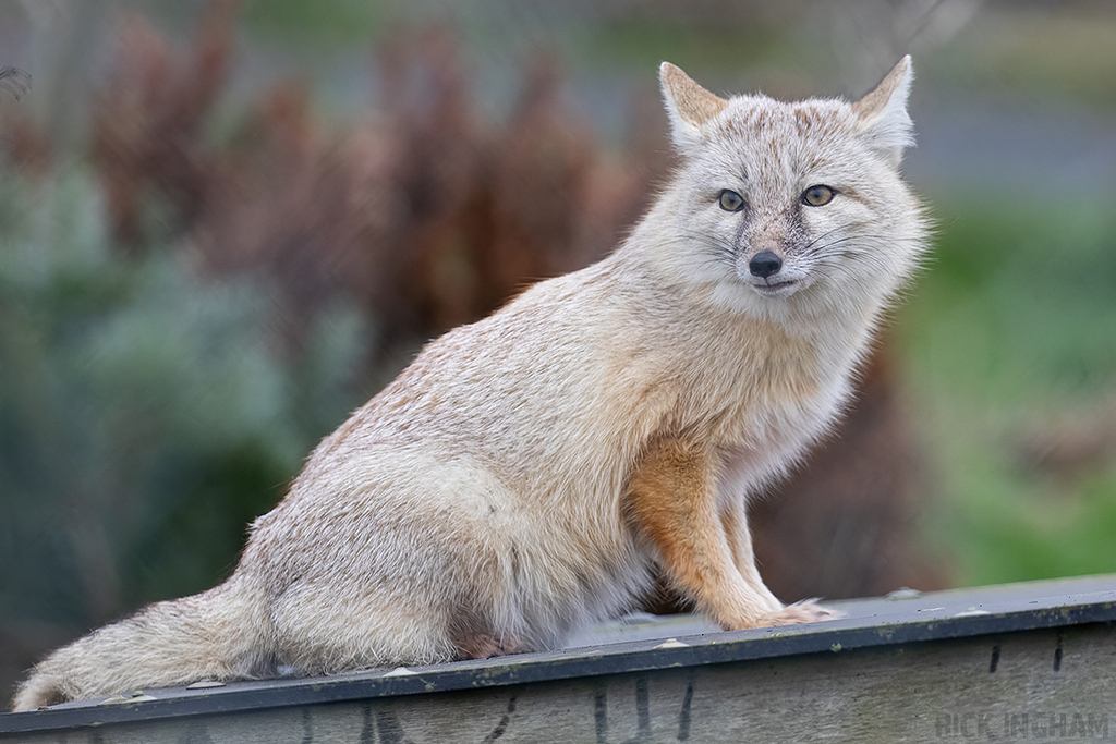 Corsac Fox