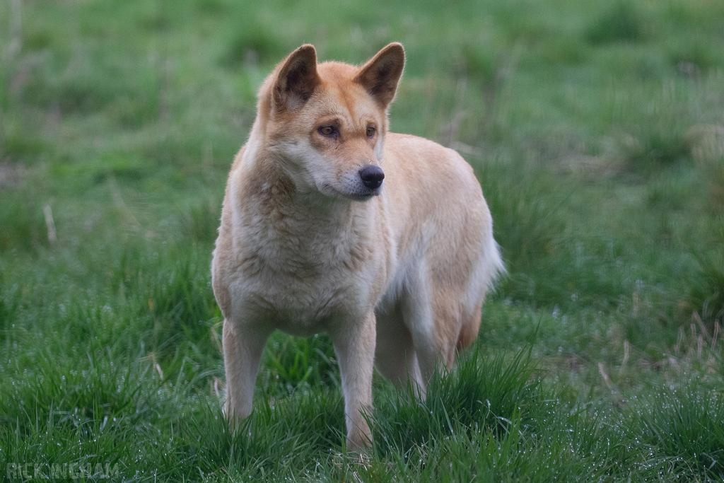 Dingo