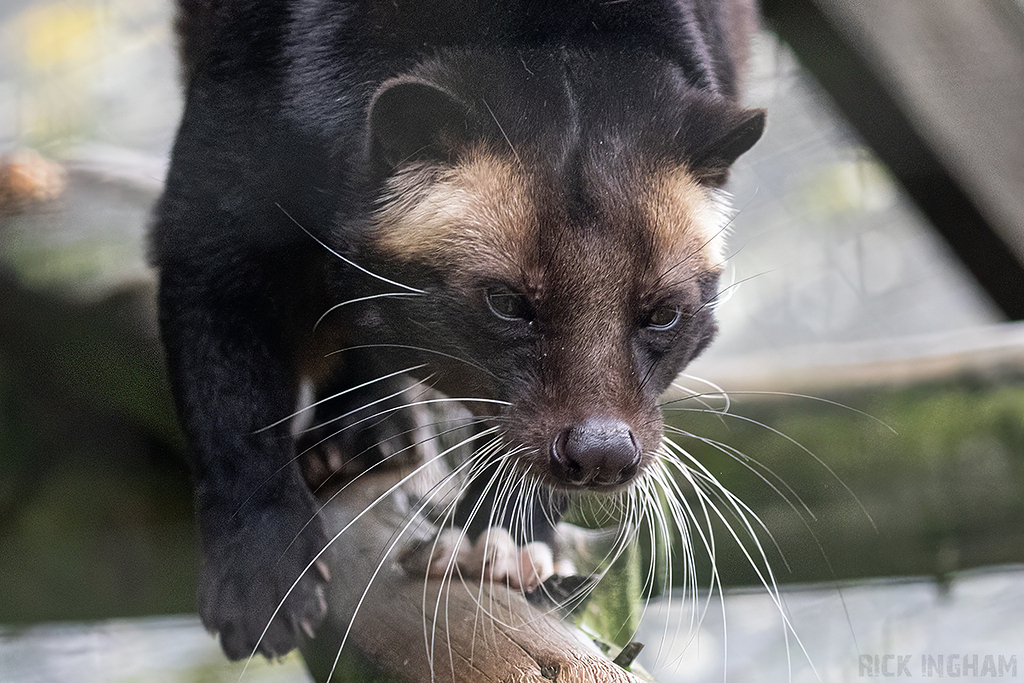 White-Bearded Masked Palm Civet