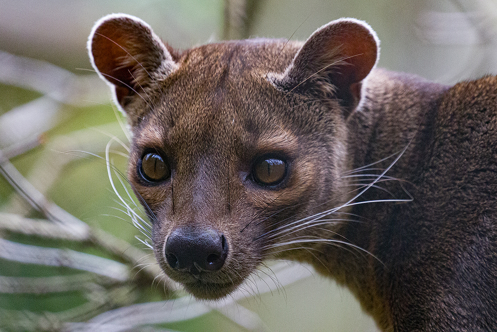 Fossa