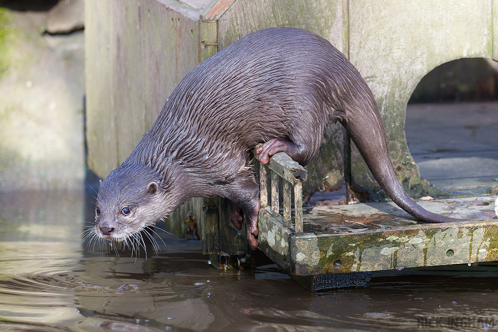 Asian small-clawed Otter