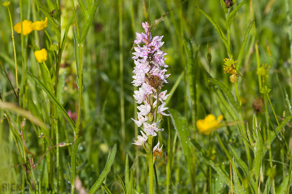 Heath Spotted-Orchid