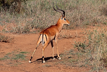Impala | Male