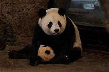 Giant Panda Bear and Cub