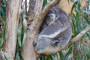 Koala Bear with juvenile