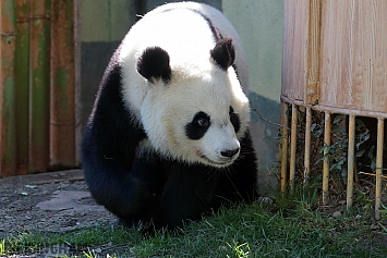 Giant Panda Bear
