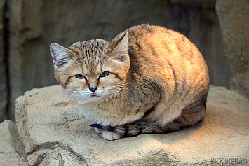 Arabian Sand Cat