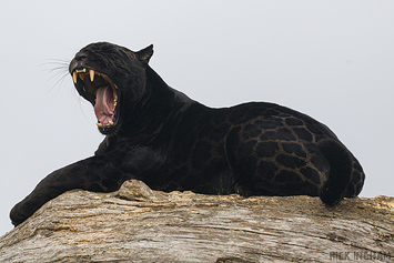 Black Jaguar