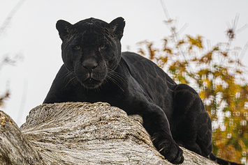 Black Jaguar