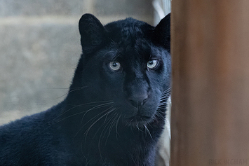 Black Leopard