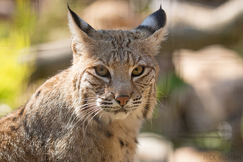 Bobcat