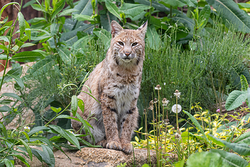 Bobcat