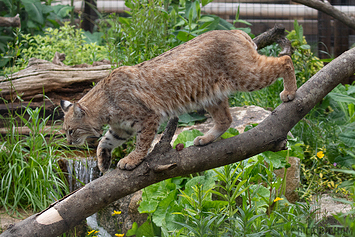 Bobcat