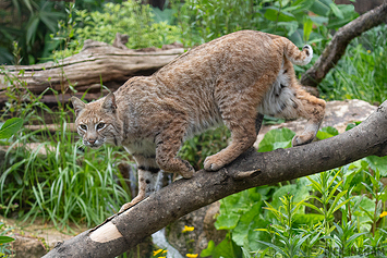 Bobcat