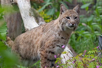 Bobcat